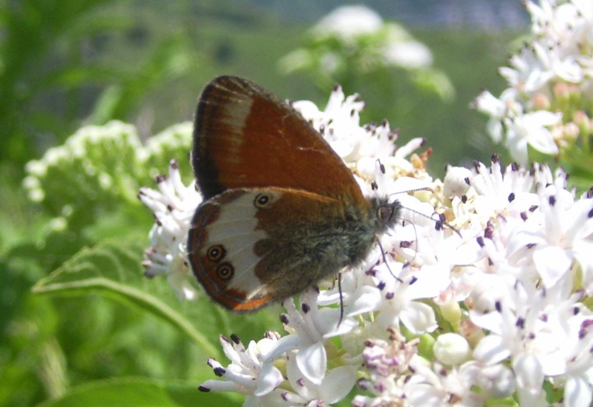 Coenonympha arcania